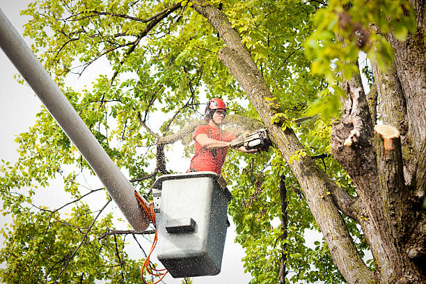 Tree Root Removal in Timberville, VA